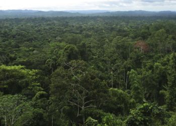 Alberi: MartinoRossi ne pianta oltre 29mila in Amazzonia
