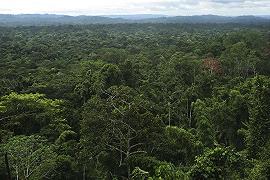 Alberi: MartinoRossi ne pianta oltre 29mila in Amazzonia