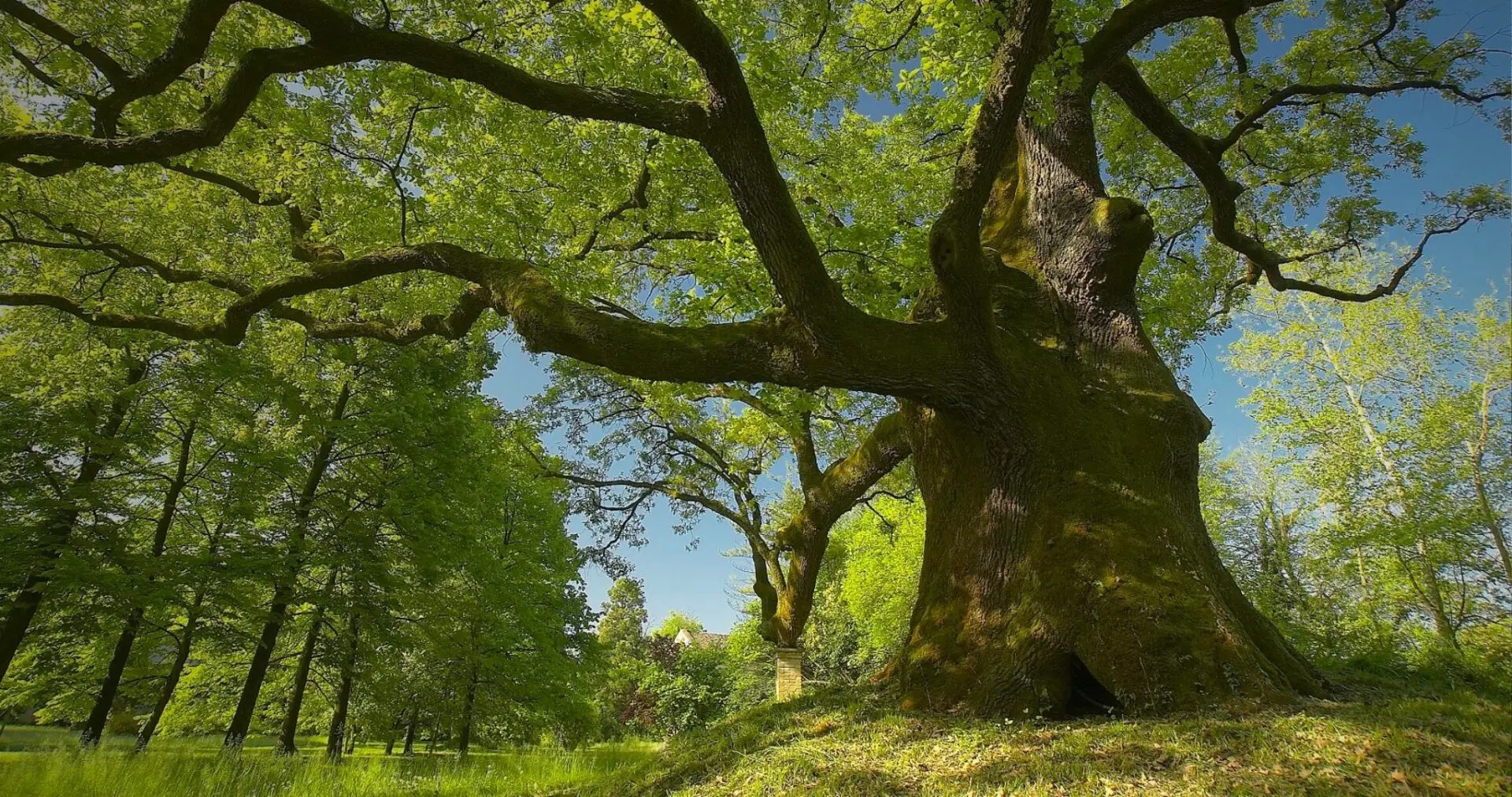 Alberi: un piano verde da 400mila euro