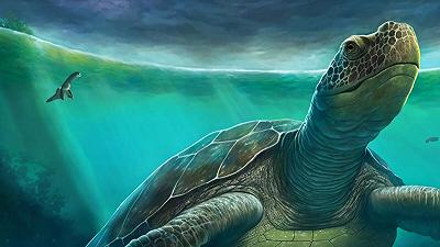 Spagna: trovato il fossile di una tartaruga marina di 4 metri