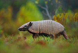 Armadillo: il batterio della lebbra rigenera il fegato