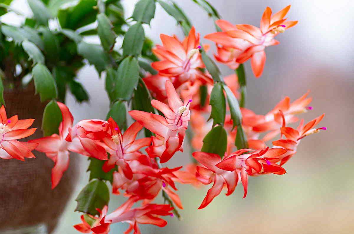 Cactus di Natale: una delle piante invernali più amate al mondo