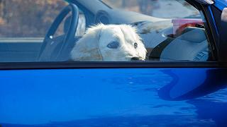 Cane lasciato in auto per raggiungere il ristorante, arriva la denuncia