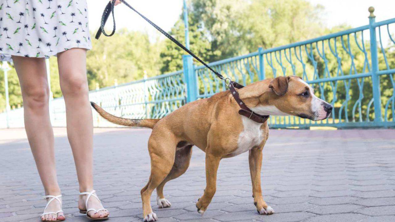 Guinzaglio: sempre in presenza di altre persone o animali