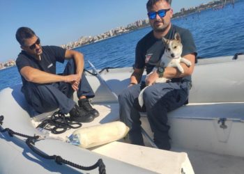 Cani: salvati da Guardia Costiera e Vigili del Fuoco