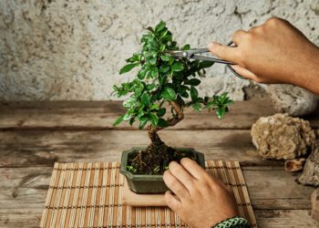Bonsai: coltivarlo è facile