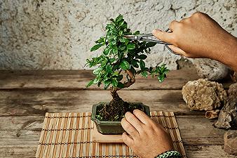 Bonsai: coltivarlo è facile