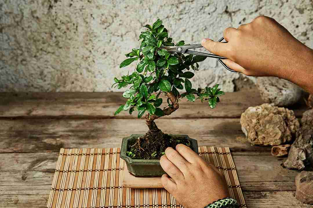 coltivare bonsai