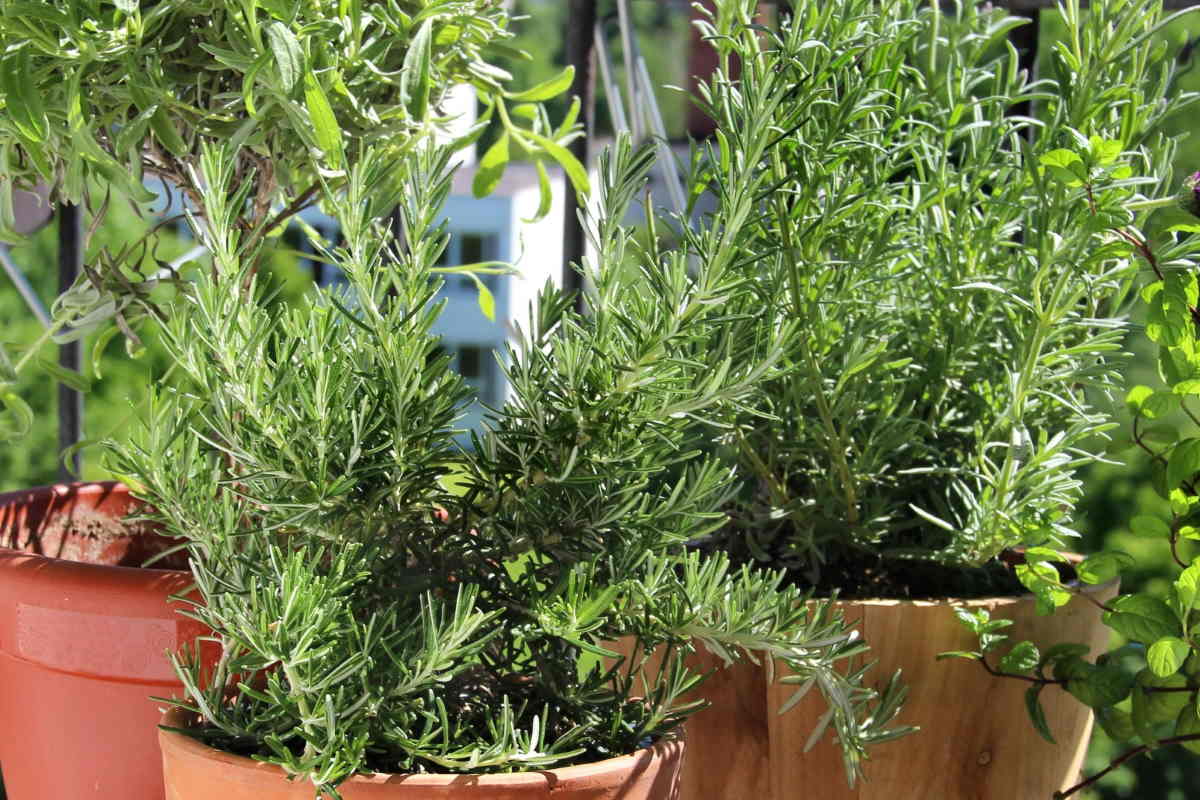 Rosmarino: coltivazione in vaso o in giardino