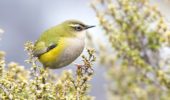 Uccelli: il concorso a loro dedicato in Nuova Zelanda