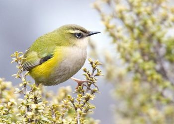 Uccelli: il concorso a loro dedicato in Nuova Zelanda