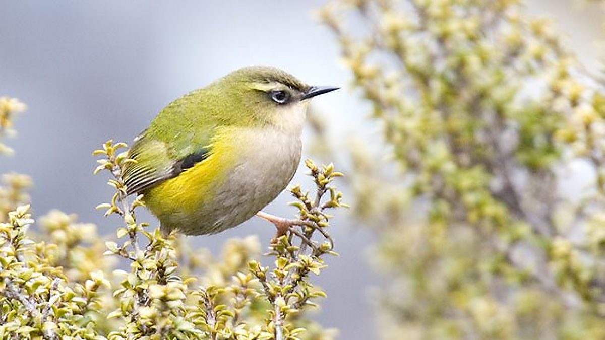 Uccelli: il concorso a loro dedicato in Nuova Zelanda