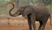 Elefanti: neuroni facciali più numerosi dell'uomo
