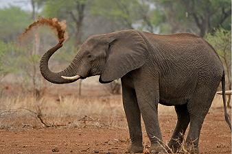 Elefanti: neuroni facciali più numerosi dell’uomo