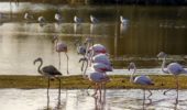 Fenicotteri rosa: 14 esemplari nell’oasi naturale di Ostia