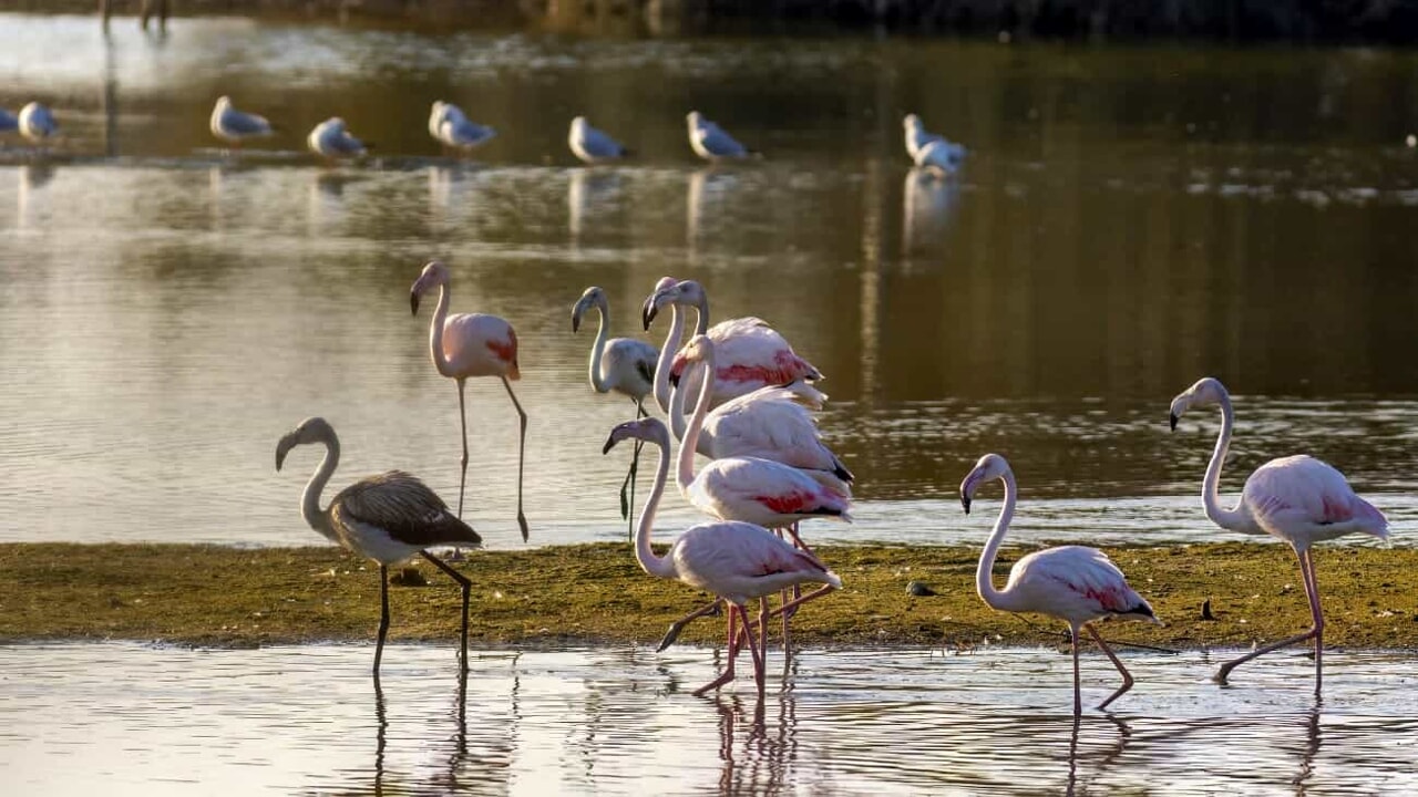 Fenicotteri rosa: 14 esemplari nell’oasi naturale di Ostia