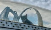 gatta in aereo