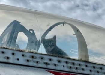 Gatta: partorisce i suoi piccoli su un aereo