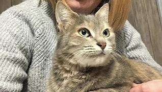 Gatto: attraversa la Francia per tornare a casa