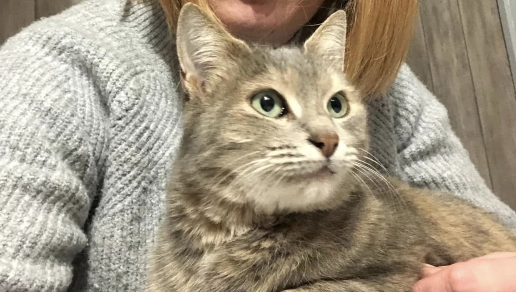 Gatto: attraversa la Francia per tornare a casa