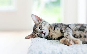 Gatti: ecco perché dormono tanto