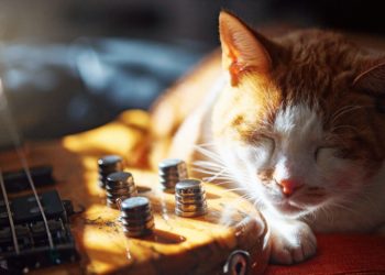 Gatti: amano la musica che rievoca le fusa