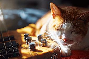 Gatti: amano la musica che rievoca le fusa