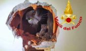Gattino randagio: salvato da una canna fumaria, viene adottato