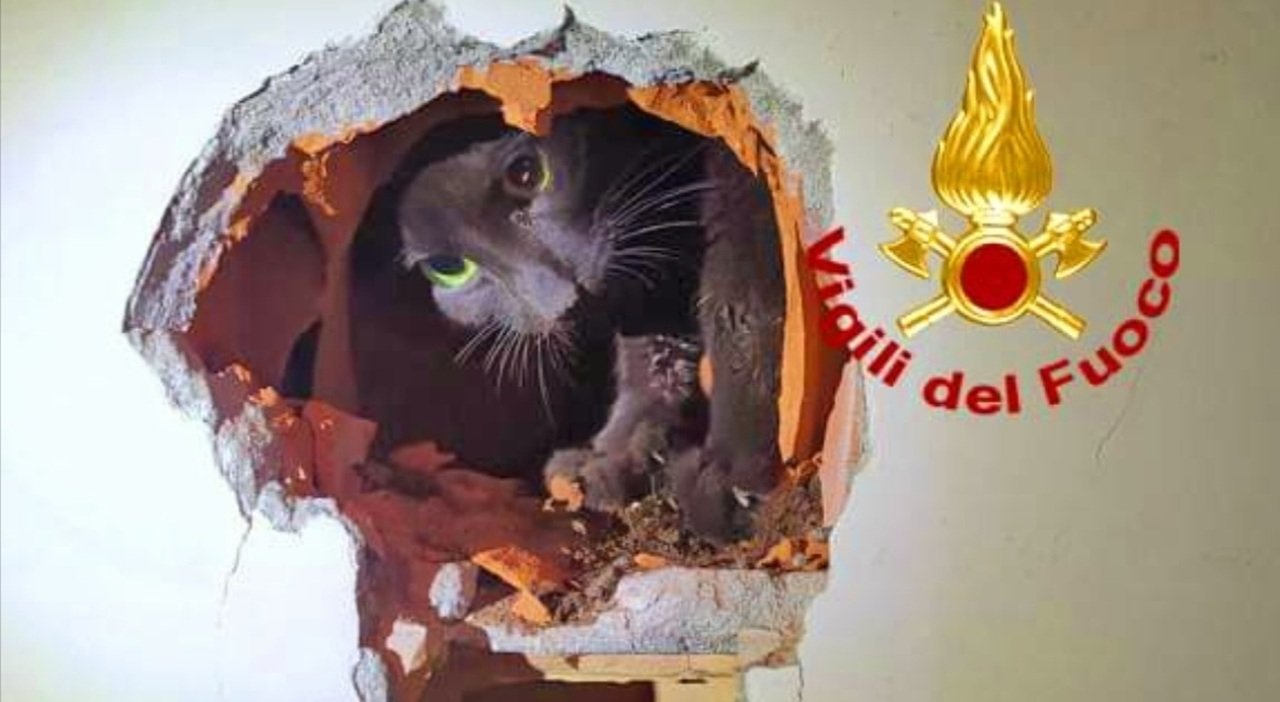 Gattino randagio: salvato da una canna fumaria, viene adottato