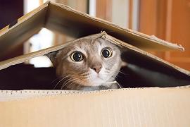 Gatti: i motivi per cui si nascondono nelle scatole