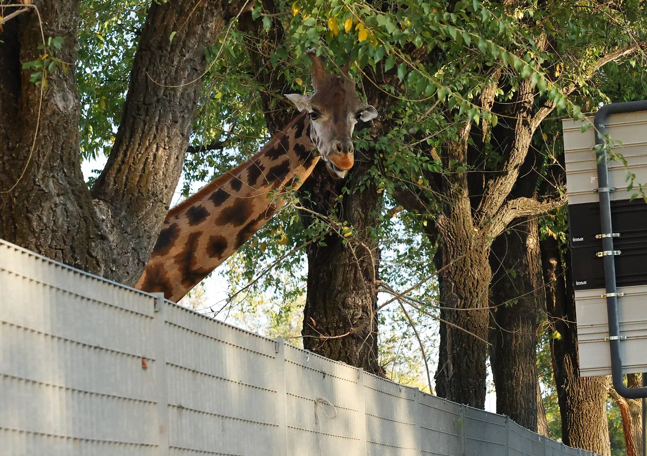 Giraffe ed elefanti: visti in un parcheggio a Brescia