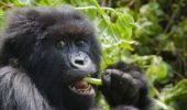 Gorilla: le piante masticate aiutano a capire lo stato di salute
