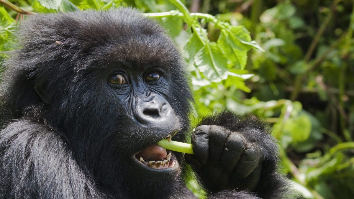gorilla che mastica una pianta