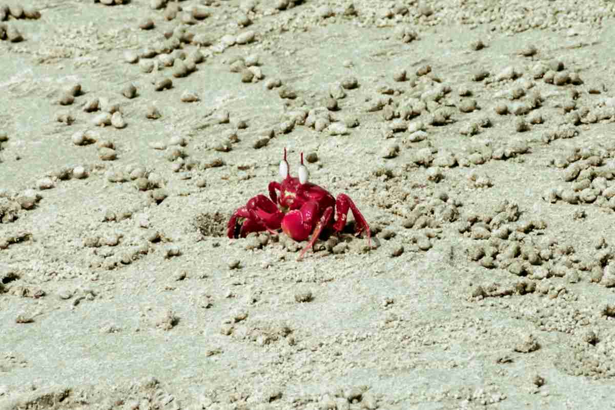 Granchi rossi: migrazione a Christmas Island