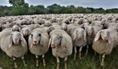 L'intelligenza democratica delle pecore