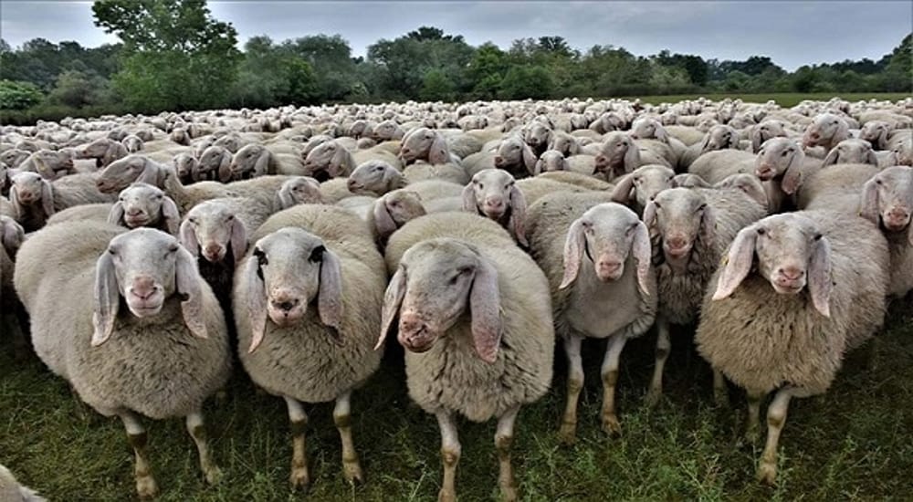 Pecore matte
