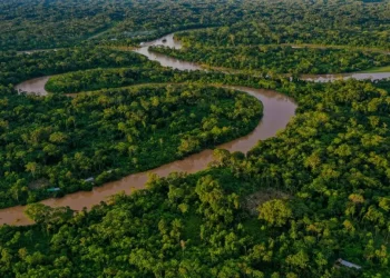 Amazzonia: ottobre da record per la deforestazione