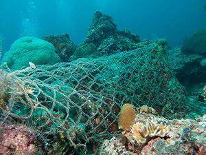 Mar Ligure: una rete di 300 metri sul fondale inquinava e soffocava la biodiversità