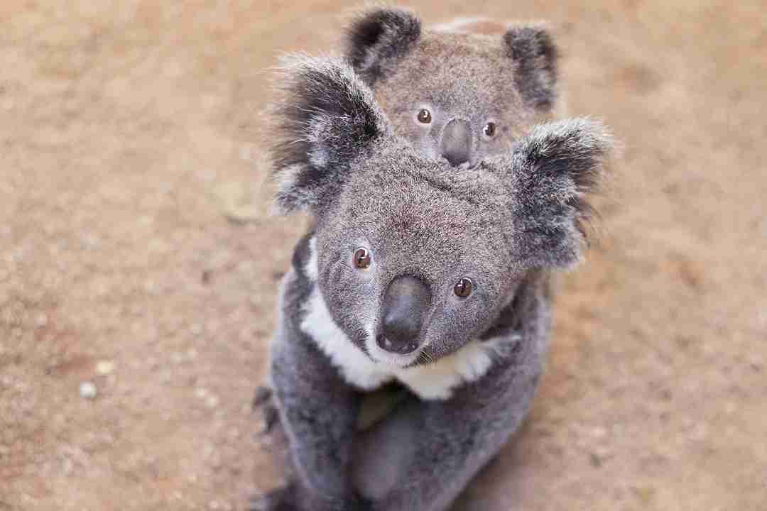 koala