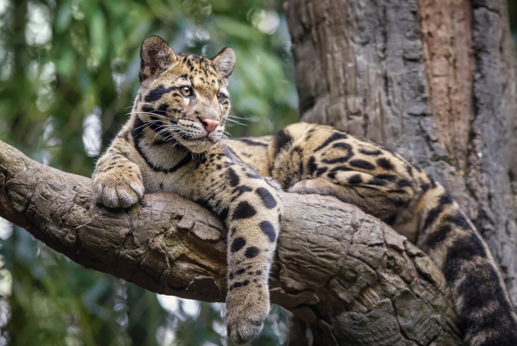 leopardo nebuloso