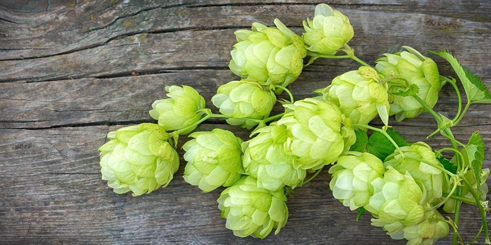 Luppolo della birra: contiene molecole utili contro l’Alzheimer