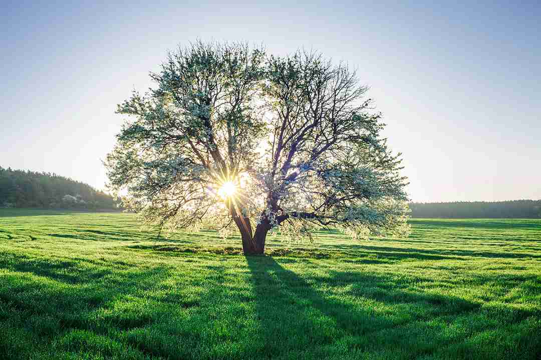 malattie-degli-alberi-aiuto-con-droni