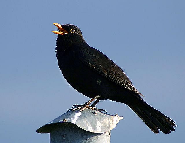 Gli uccelli di città diminuiscono le loro capacità canore