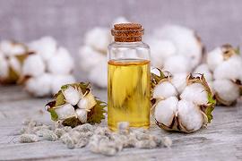 Olio di cotone: cosa c’è da sapere