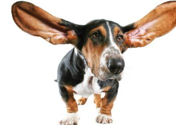 Allenare l'orecchio migliora l'udito