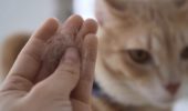 Gatti: nei peli è presente il DNA umano