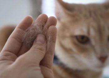 Gatti: nei peli è presente il DNA umano
