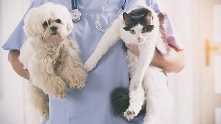 Ospedale veterinario: il primo pubblico in Italia