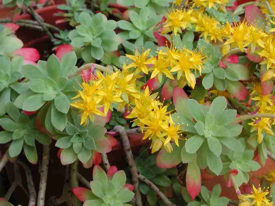 sedum palmeri