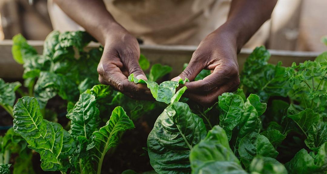 Tumore al colon-retto: mangiare spinaci può prevenirlo
